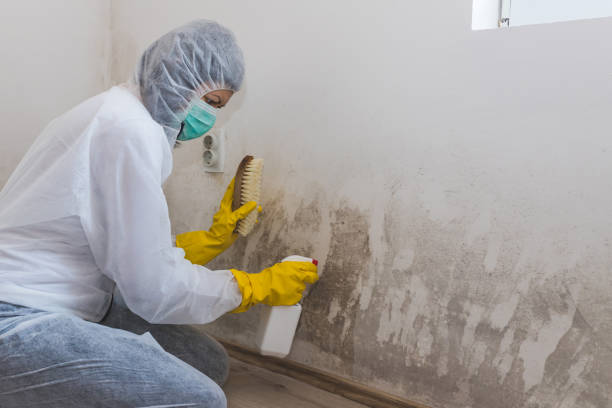 Mold Documentation for Insurance Claims in Amsterdam, NY