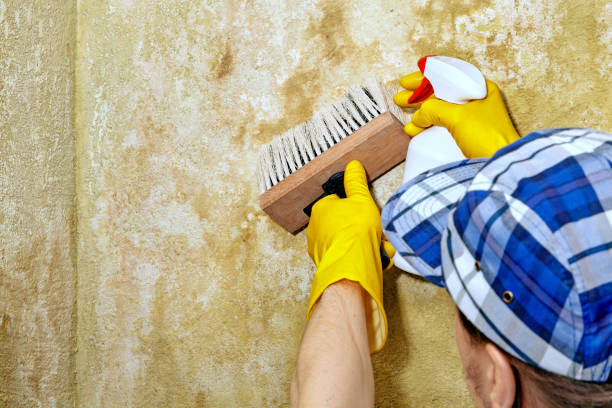 Best Residential Mold Inspection & Testing  in Amsterdam, NY