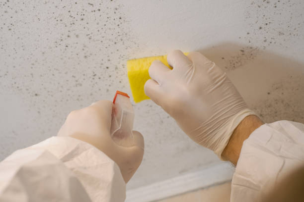 Professional Mold Removal in Amsterdam, NY
