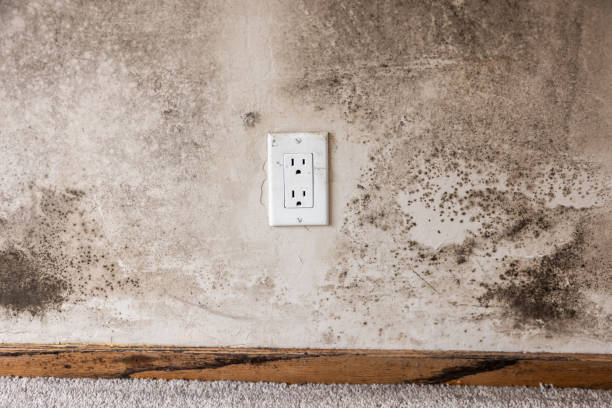 Best Biohazard Mold Removal  in Amsterdam, NY